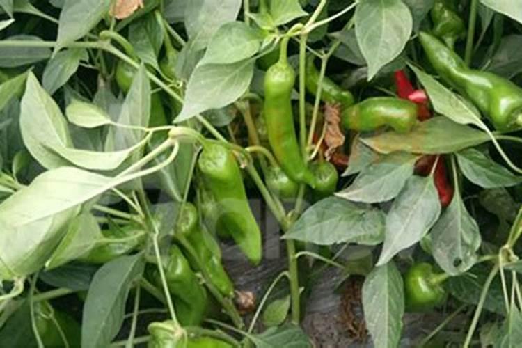 辣椒追肥什么肥料好