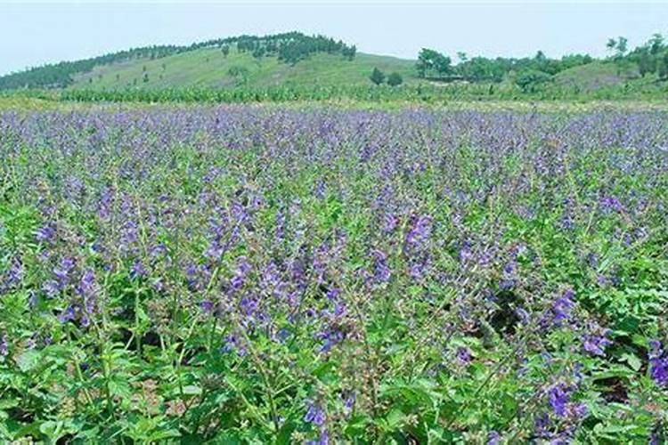 黄芩用什么除草剂？