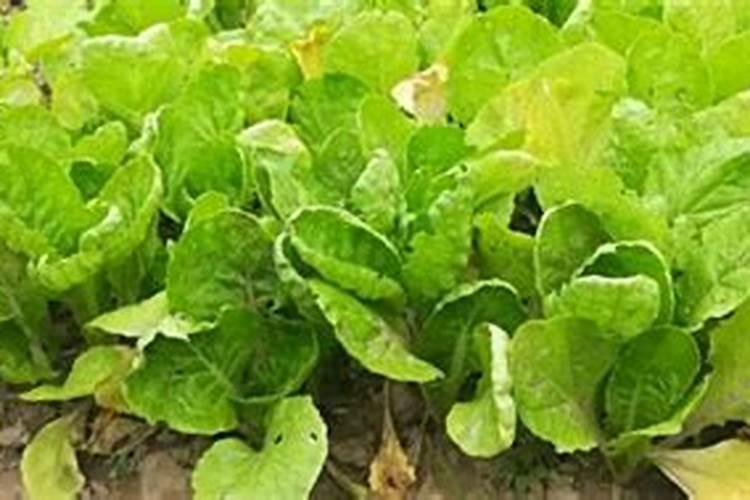 白菜需要钾肥吗