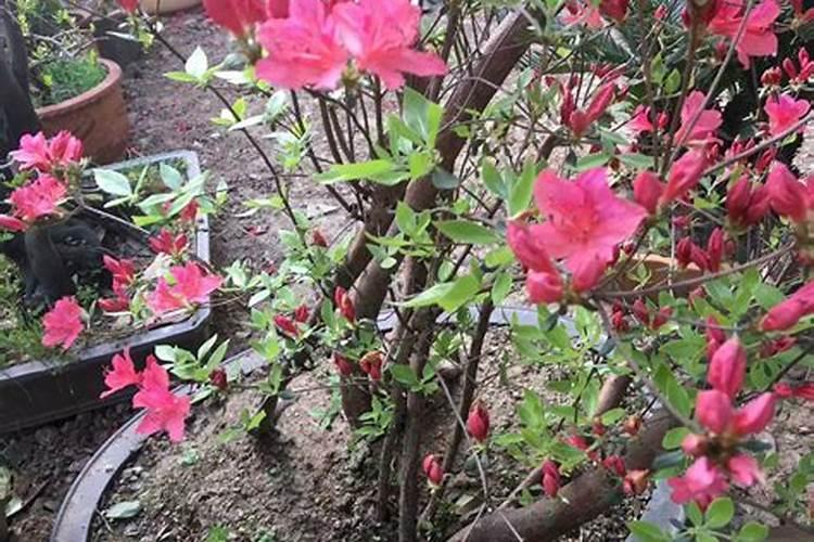 茴香苗怎么种植和管理