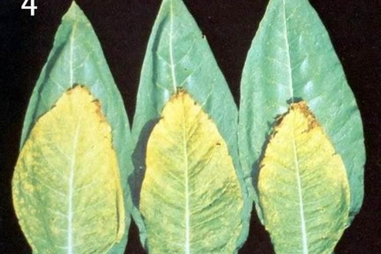 用那些指标可以判断烟草的质量？