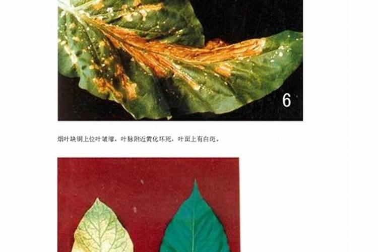了解不同作物对中微量元素的敏感性,实现精准、科学施肥!