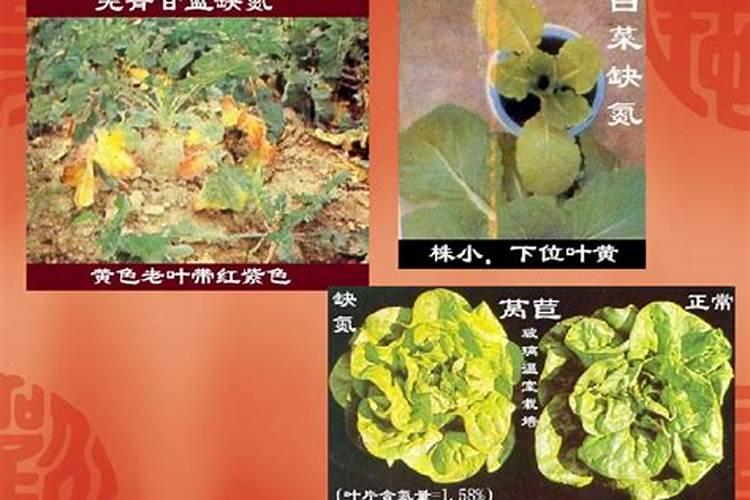 氮肥施多了怎么补救