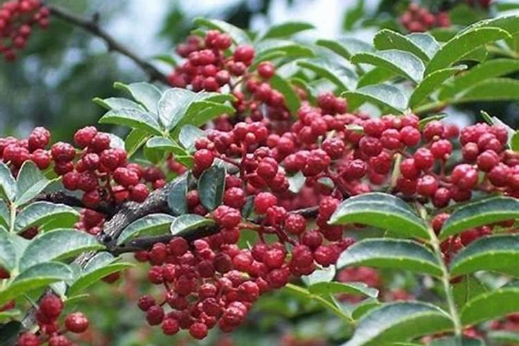 哈密瓜亩产量一般多少斤,种哈密瓜一亩成本及利润