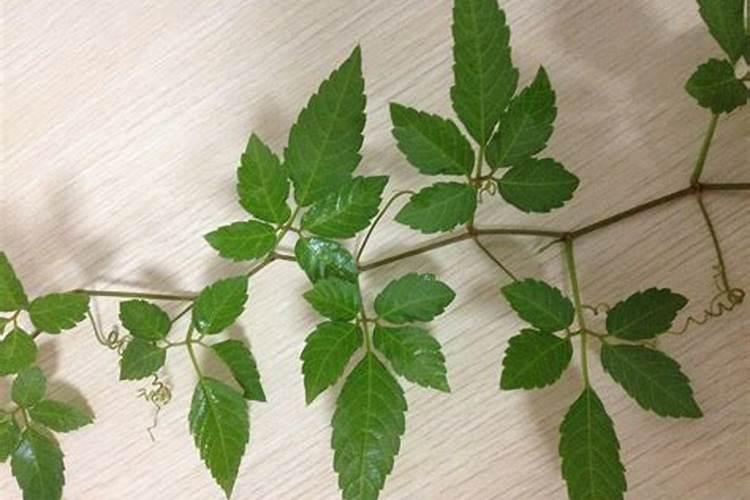 绞股蓝茶要怎么选？