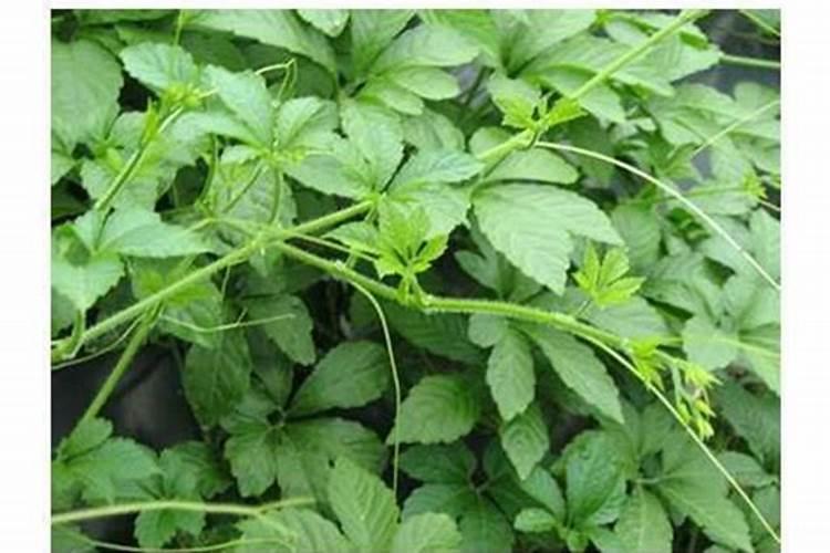 怎么选绞股蓝茶？