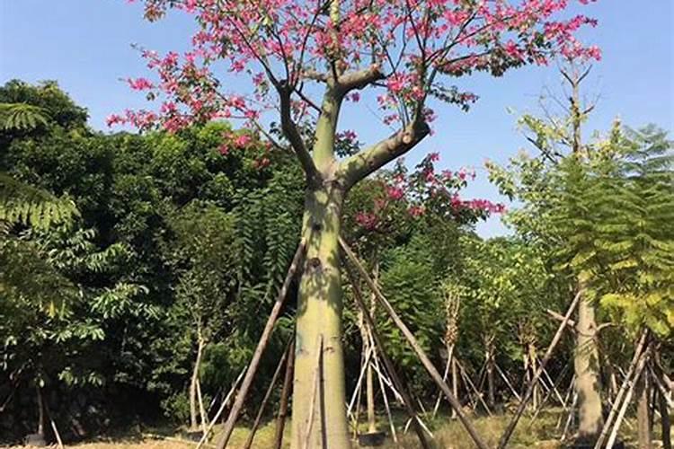 木棉树的栽培方法及注意事项