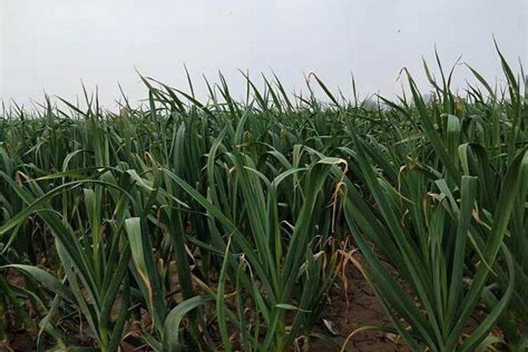 大蒜追肥用什么肥料