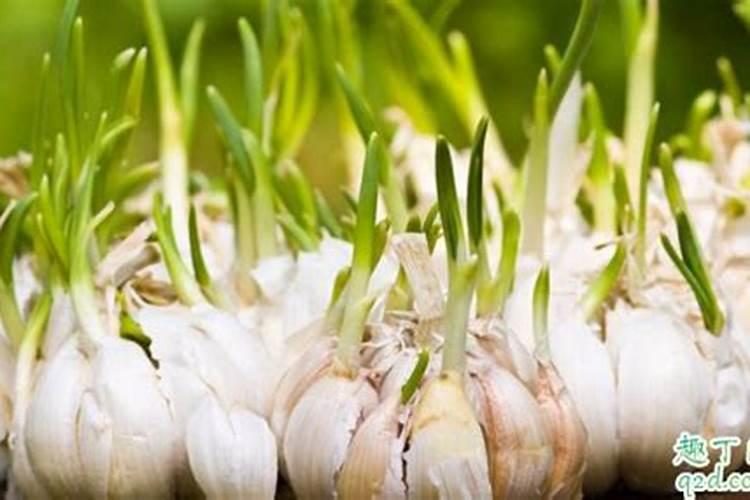 大蒜追肥禁忌有哪些 施肥注意事项