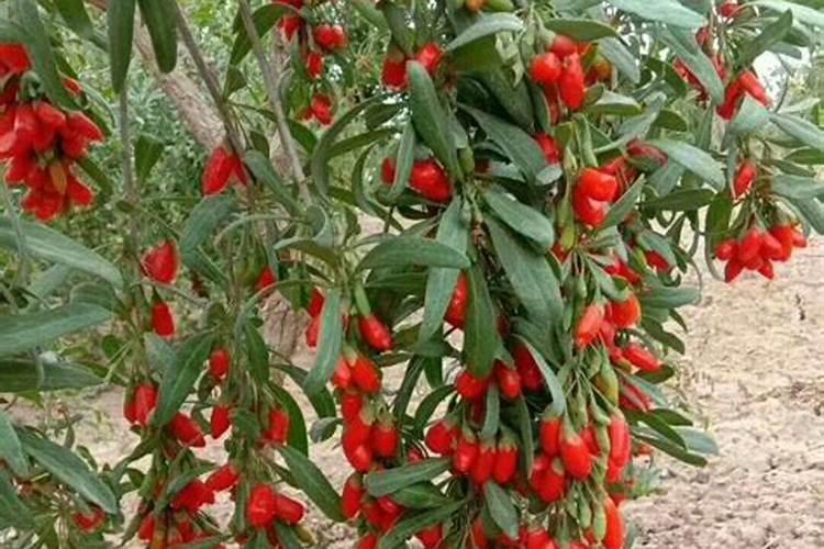 ...增甜抗衰防病高能抑菌功能肥品牌双渠道补钙专家——巴格尔糖醇钙