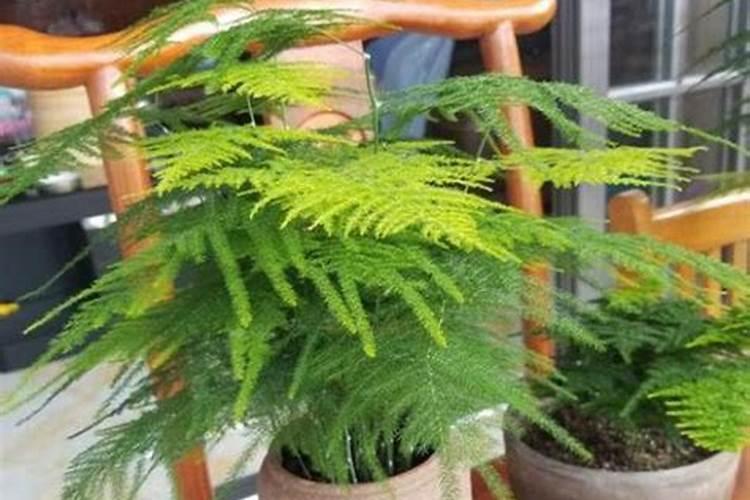 “文竹”总怕养不好？没那么难,施肥做得好文竹也能绿油油!