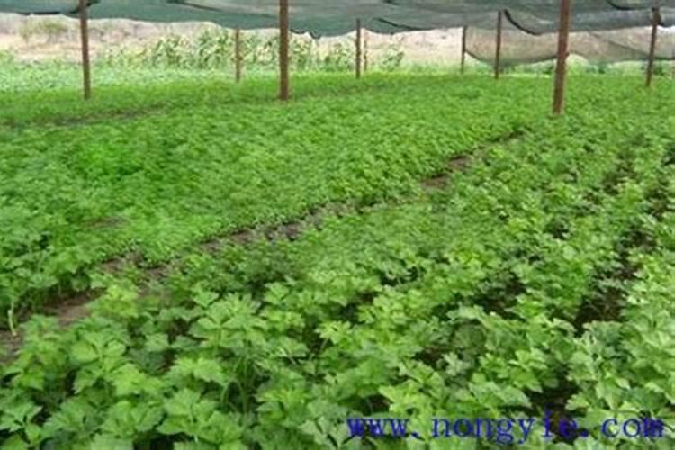 黄豆高产有必要施叶面肥吗？用什么产品好