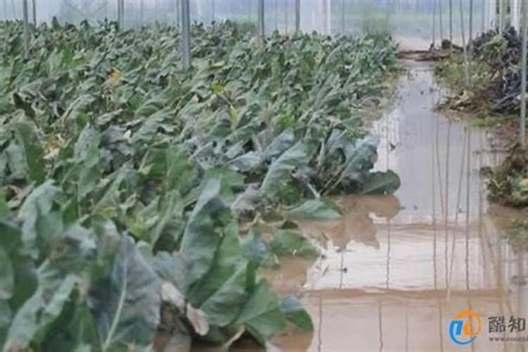 有机蚯蚓粪,除了“养花”能用来种菜吗？