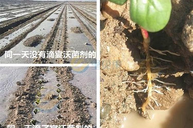 微量元素水溶肥多久用一次 微量元素水溶肥料的适用作物和使用方法