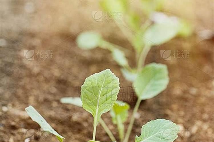 西兰花上什么肥最好