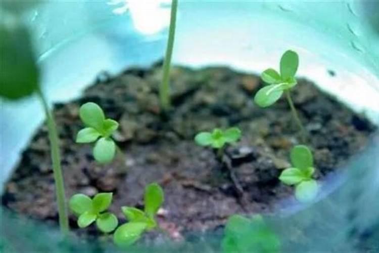 什么肥料对兰花发芽生根开花最好