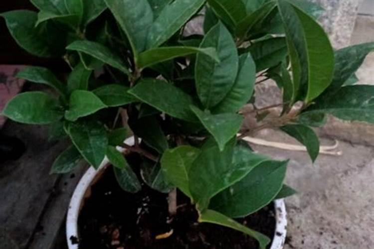 桂花树枝叶少用什么叶面肥能让枝叶茂盛