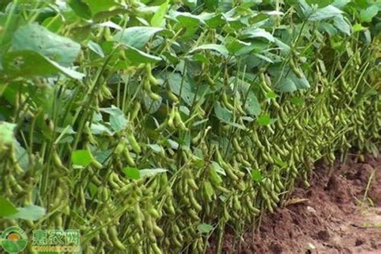 种植一亩大豆要用多少肥料