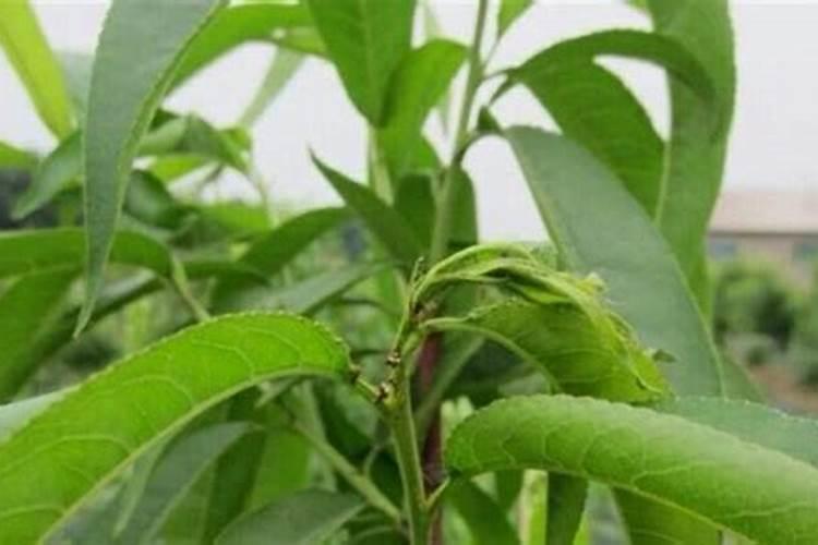 小桃树几月份施肥最好