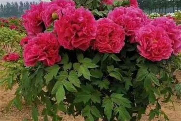 牡丹花正常生长期养护细节