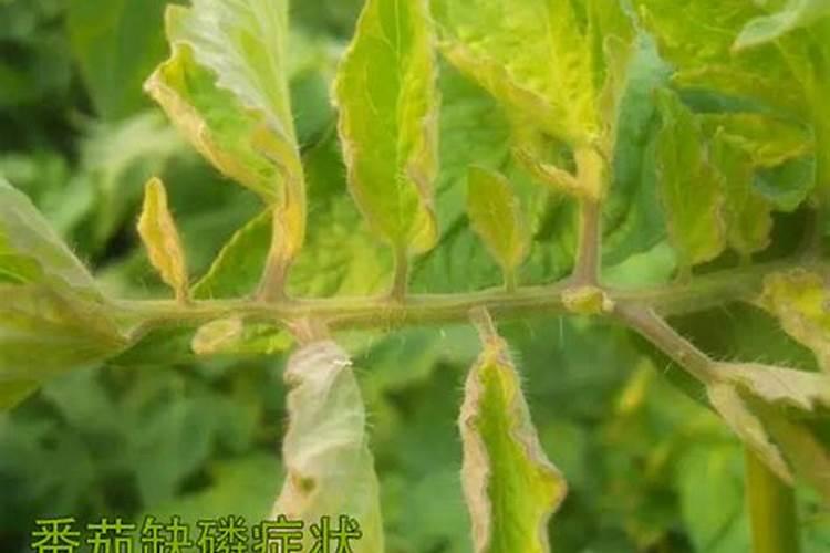 磷肥过多对植物的危害