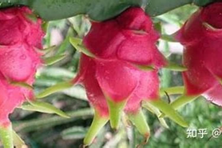 早花芒果树管理要点