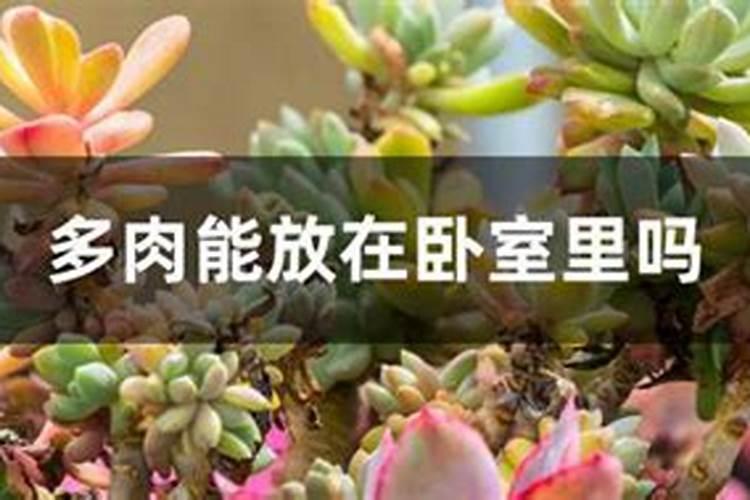 磷肥可以养多肉吗