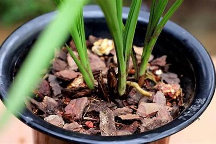 兰花出花苞后该如何浇水和施肥,怎么养护