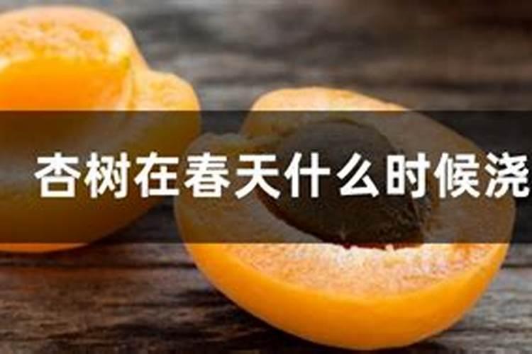 杏树什么时间施肥最好
