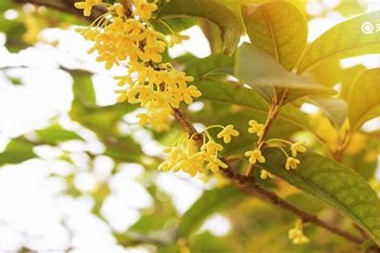 在养花时如何使用磷肥