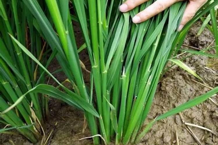 水稻什么时候用芸苔素好 使用方法及技巧