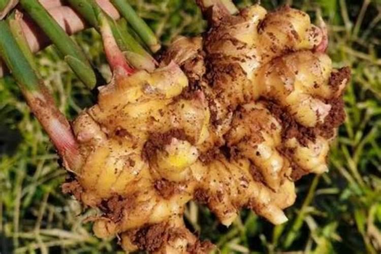 无硼难坐果,果树花前要补硼,叶面硼肥有多种,果农该如何选？