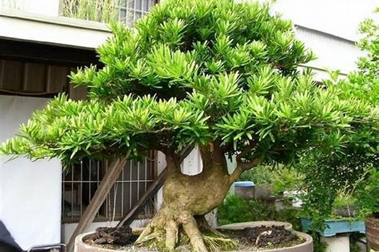 罗汉松施肥技巧,只需要五个步骤养的郁郁葱葱