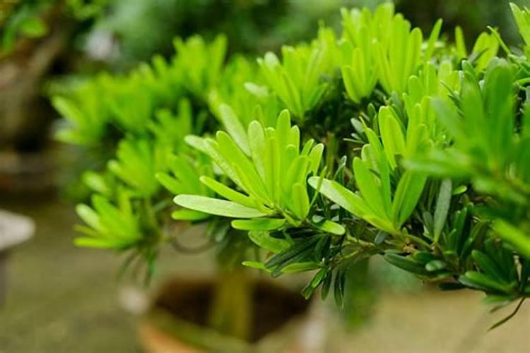 罗汉松用什么肥料 注意施肥不易过重