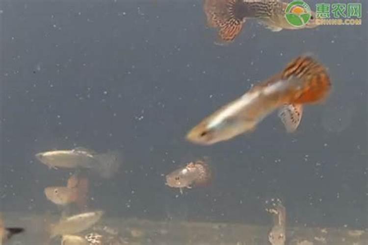 天然的磷钾肥有哪些