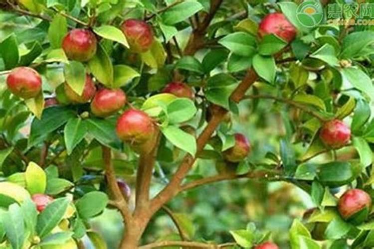 芹菜浇水的最佳方法 怎么给芹菜浇水