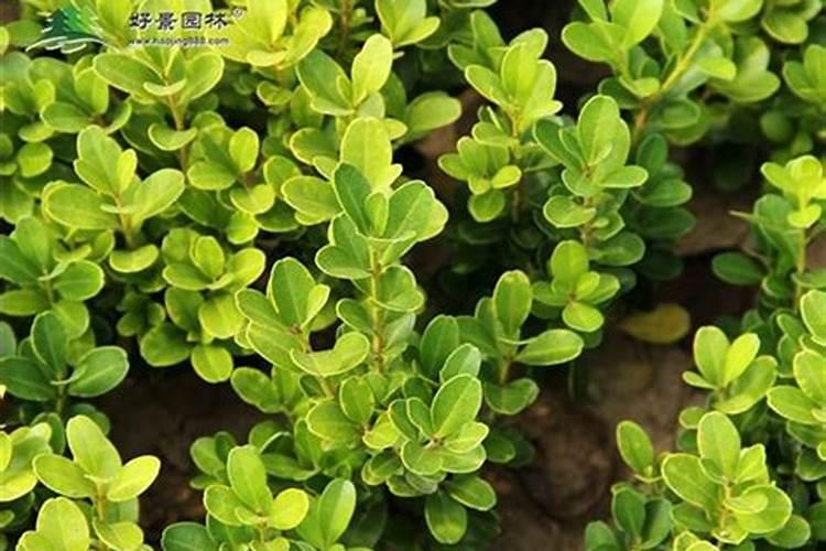 施什么肥让月季花开又多又大花瓣厚(自制月季花肥料)