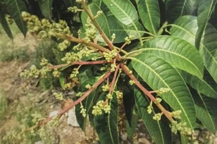 芒果结果期追施用的肥料？芒果保花保果用什么化肥好？