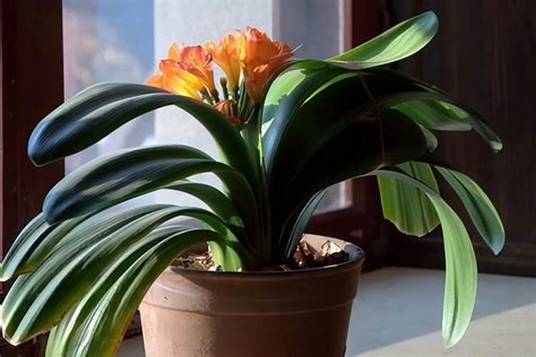 君子兰怎么养才能让叶片更油亮肥厚