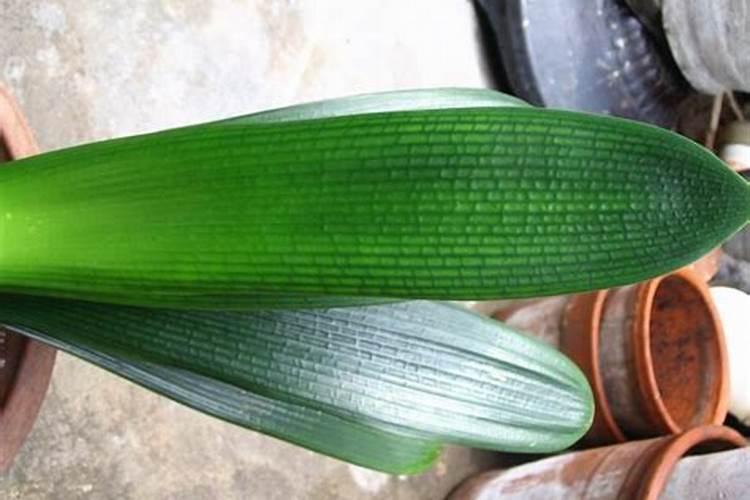 怎样让君子兰叶子厚