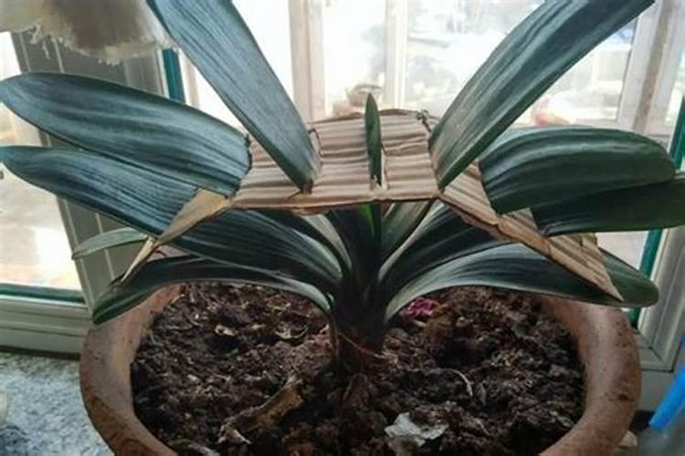 君子兰的根干瘪是怎么回事 如何让君子兰叶子肥厚