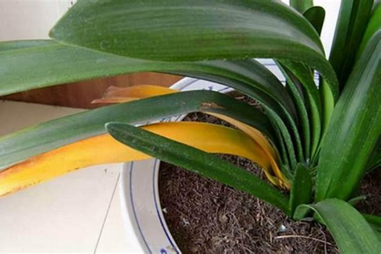 君子兰叶片怎么擦拭