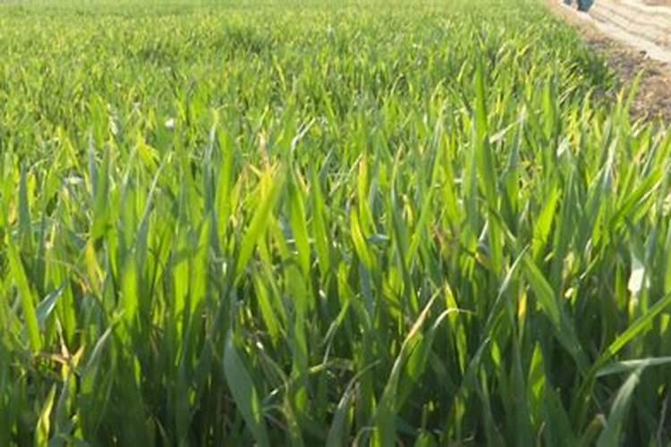 第一次种茄子,什么含量配比的氮磷钾冲施肥最合适？