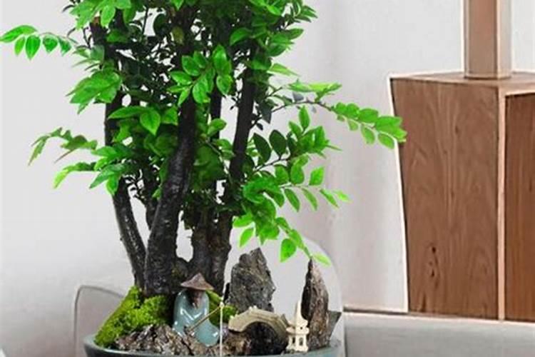 玉米小麦大米谁的营养价值高