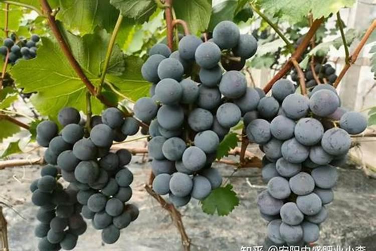 葡萄采收期能不能浇水？