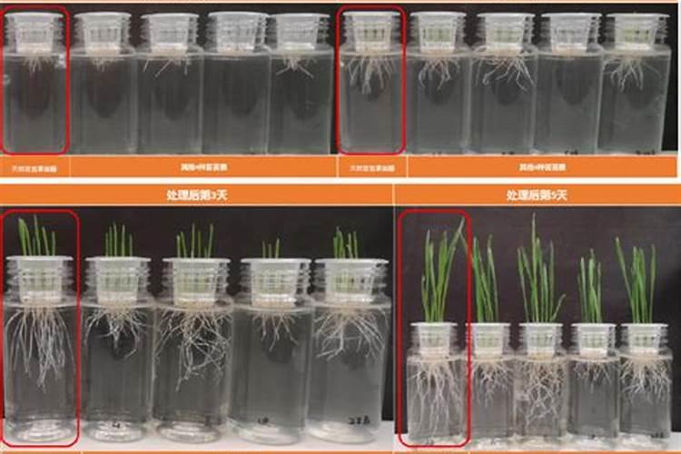 芸苔素使用技巧