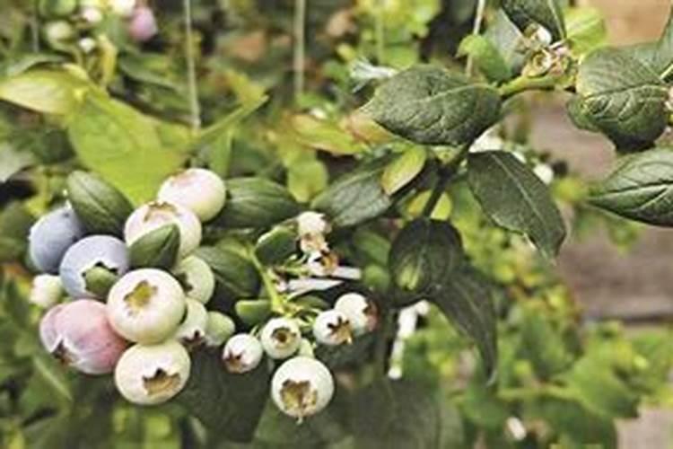 求助,这个磷酸二氢钾可以用在蓝莓上吗