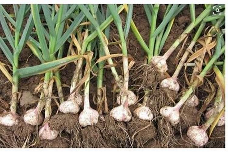 肥料含量少一半怎么处罚