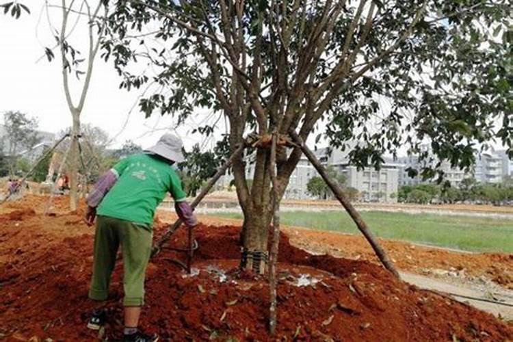 梧桐树发芽后可以追肥吗？