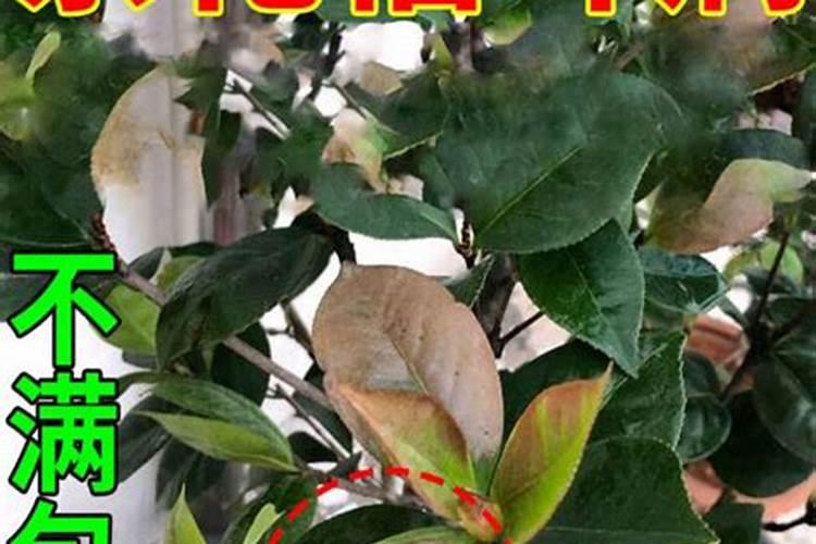 农村堆肥最简单方法